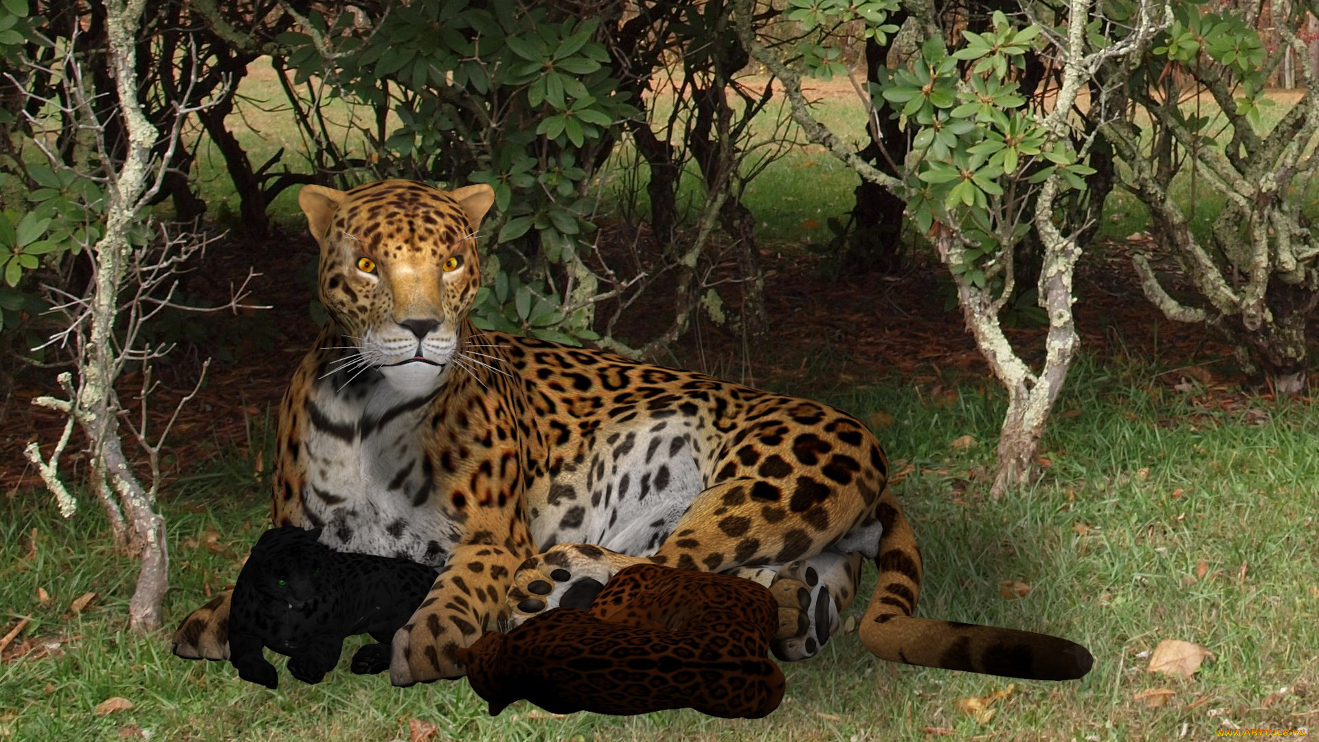 3 , animals , , 